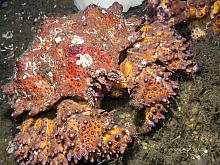 Puget Sound King Crab (Lopholithodes mandtii)3