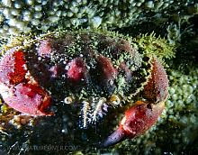 Pygmy Rock Crab (Cancer oregonensis)