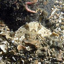 Red Rock Crab-juvenile