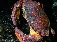 Red Rock Crab (Cancer productus) 2