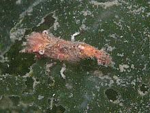 Saddleback shrimp (Rhynocrangon alata)