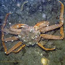 Tanner Crab (Chionoecetes bairdi)