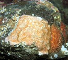 Orange Encrusting Bryozoan (Schizoporella unicornis)