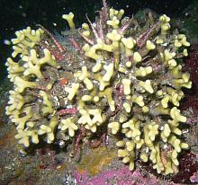 Staghorn Bryozoan - False Coral