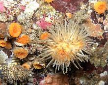 Bristly Tunicate (Halocynthia igaboja)