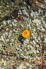 Dwarf Light Bulb Tunicate (Pycnoclavella stanleyi)