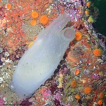 Glassy Tunicate (Ascidia paratropa)