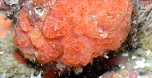Red Ascidian (Aplidium solidum)