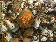 Red Ascidian (Aplidium solidum)