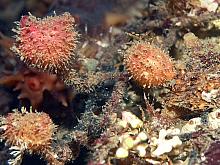 Stalked Hairy Sea Squirt (Boltenia villosa)