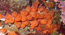 Orange Social Tunicate (Metandrocarpa taylori)