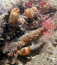 Wrinkled Sea Squirt (Pyura haustor)