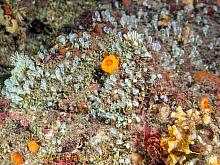 Yellow Social Ascidian (Pycnoclavella stanleyi)