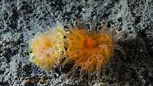 Orange Cup Coral (Balanophyllia elegans) 1