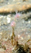 Pink-Mouth Hydroid (Ectopleura marina)