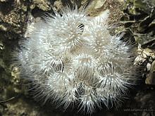 Plumose Anemone (Metridium farcimen)2
