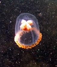 Unknown Jelly1