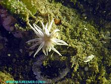 White-Crowned Burrowing Anemones (Edwardsia sp)