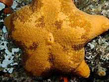 Slime Star (Pteraster tesselatus)