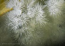 Plumose Anemone (Metridium farcimen)