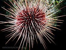 Red Sea Urchin (Mesocentrotus franciscanus) 2