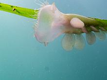 Hooded nudibranch