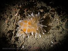 frosted nudibranch