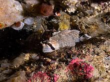Sailfin Sculpin (Nautichthys oculofasciatus)