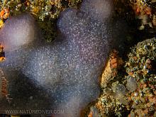 Mauve Lobed Compound Tunicate (Eudistoma purpuropunctatum)