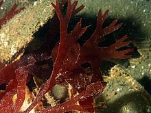 Red Seaweed sp
