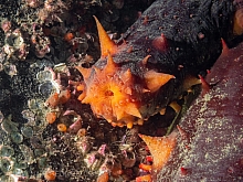 California sea cucumber (Apostichopus californicus)