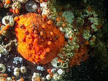Creeping pedal sea cucumber (Psolus chitonoides)
