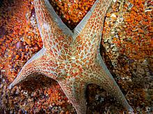 Leather Star (Dermasterias imbricata) with Orange Social Tunicates
