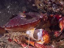 Red Rock Crab carcass with sculpin