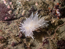 Alabaster Nudibranch (Dirona albolineata)