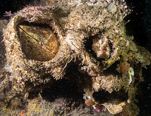 Giant Acorn Barnacle and Grunt Sculpin