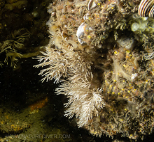 Coral Leaf Seaweed sp