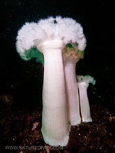 Giant Plumose anemone (Metridium farcimen)