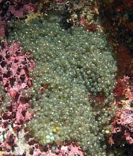 Kelp Greenling Eggs - with eyes showing