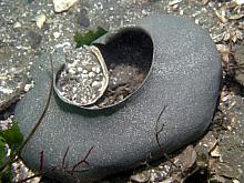 Moon Snail (Polinices lewisii) eggs