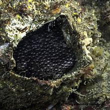 Fish eggs in Giant Barnacle