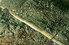 Bay Pipefish (Sygnathus leptorhynchus)