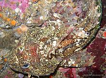 Buffalo Sculpin (Enophrys bison)