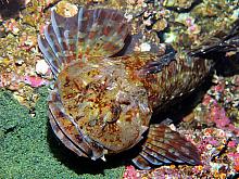 Cabezon (Scorpaenichthys marmoratus)