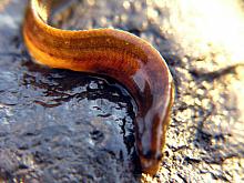 Black Prickleback (Xiphister atropurpureus)