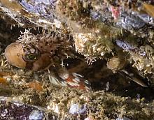 Decorated Warbonnet (Chirolophis decoratus)