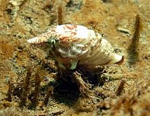 Grunt Sculpin (Rhamphocottus richardsonii)