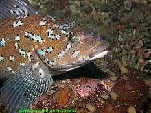 Kelp Greenling (Hexagrammos decagrammus)