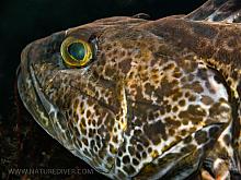 Ling Cod (Ophiodon elongatus)