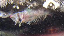 Longfin Sculpin (Jordania zonope)